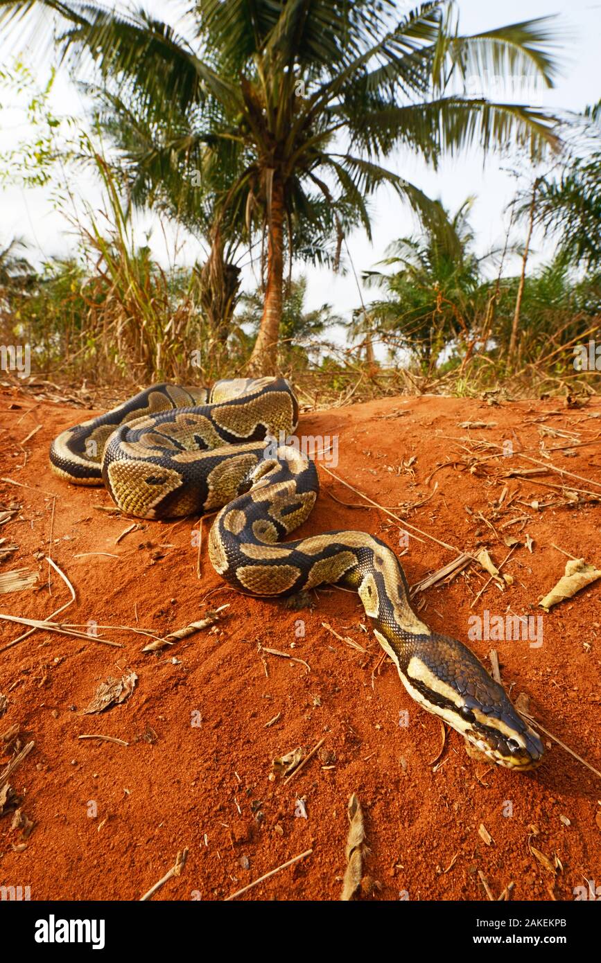 Royal python (Python regius) Togo. Condizioni controllate Foto Stock