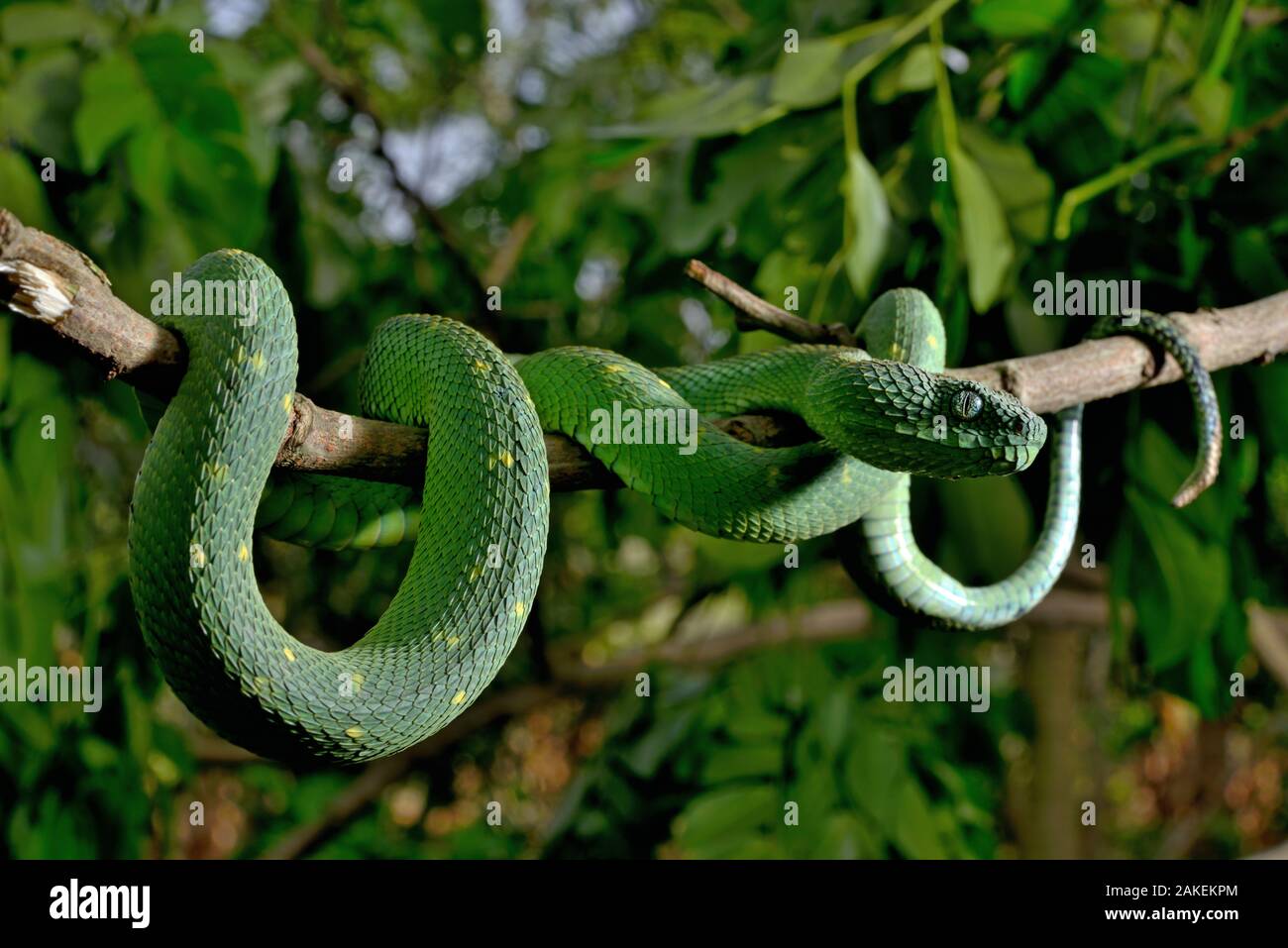 West African tree viper (Atheris chlorechis) sul ramo del Togo. Condizioni controllate Foto Stock
