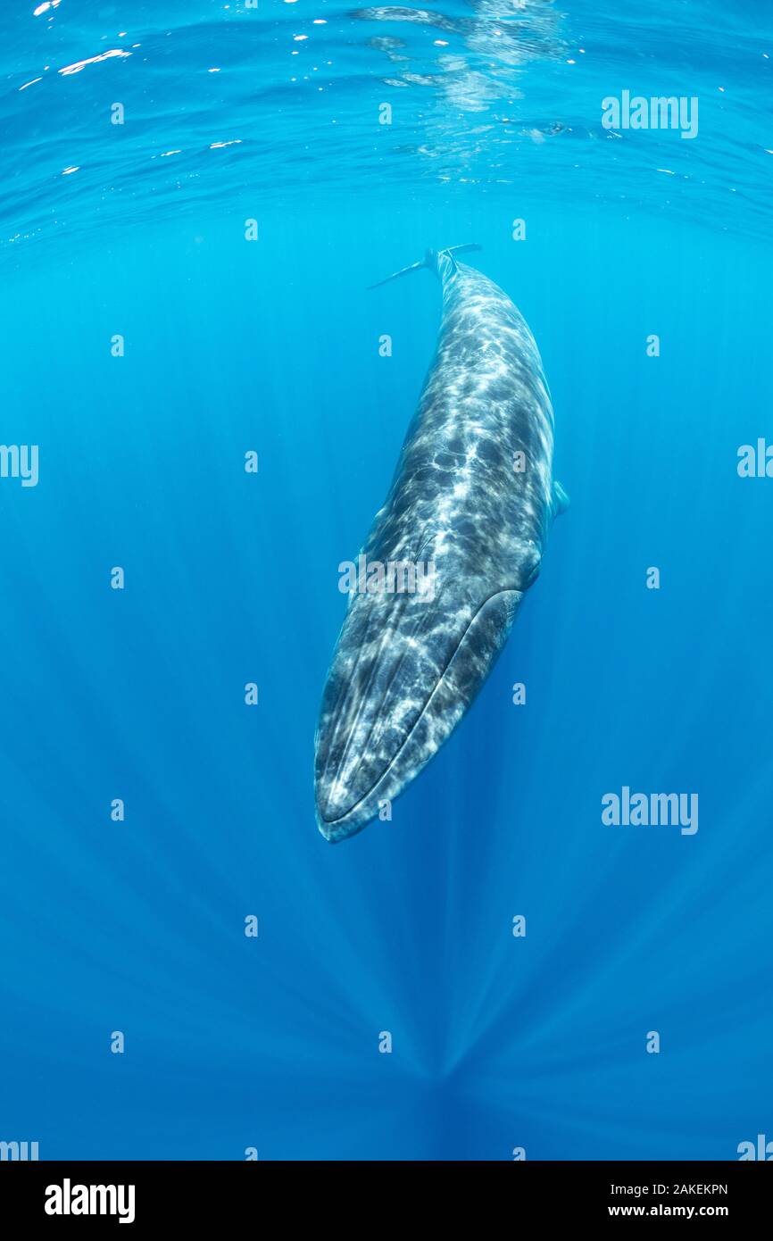 Bryde la balena (Balaenoptera edeni) Trincomalee, Provincia Orientale, Sri Lanka, Baia del Bengala, Oceano Indiano Foto Stock