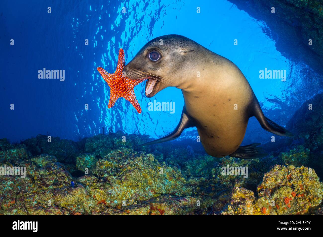 Il leone marino della California (Zalophus californianus) utilizza un Panamic stella cuscino (Pentaceraster cumingi) come un giocattolo. I leoni di mare pick up la stella di mare e poi farli cadere e chase dopo di loro come loro lavandino. Los Islotes, La Paz, Baja California Sur, Messico. Mare di Cortez, Golfo di California, Oriente Oceano Pacifico. Foto Stock