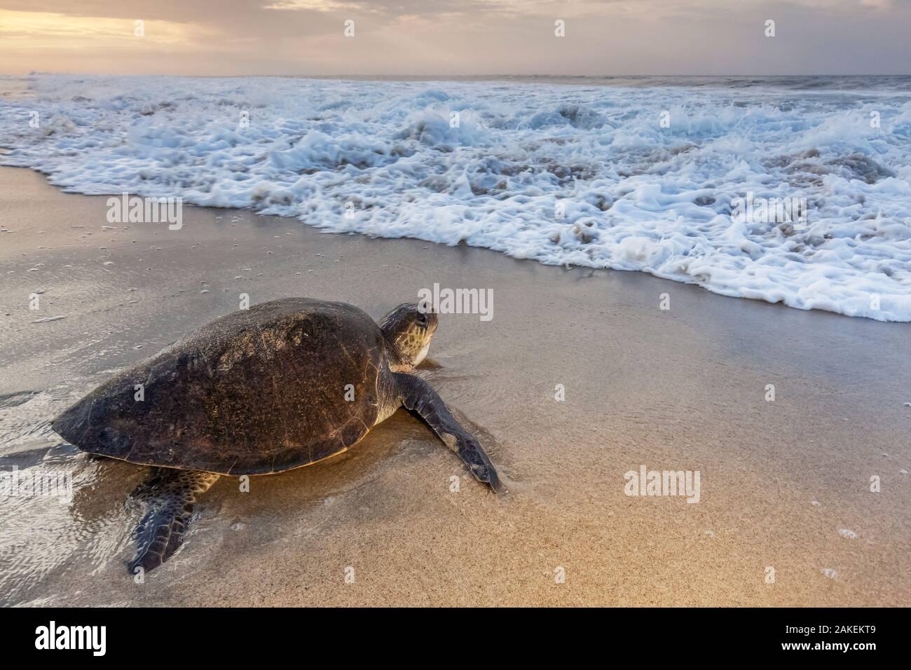 Olive Ridley SEA TURTLE (Lepidochelys olivacea) tornando al mare dopo la deposizione delle uova sulla spiaggia, Arribada (massa evento nesting), Playa Morro Ayuta, stato di Oaxaca, Messico meridionale, vulnerabili. Foto Stock