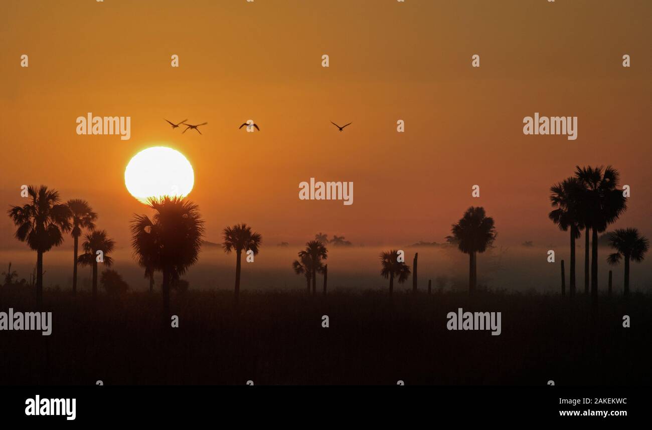 Cienaga de Zapata palude al tramonto, UNESCO Riserva Biospehere, Cuba, Gennaio 2009. Foto Stock