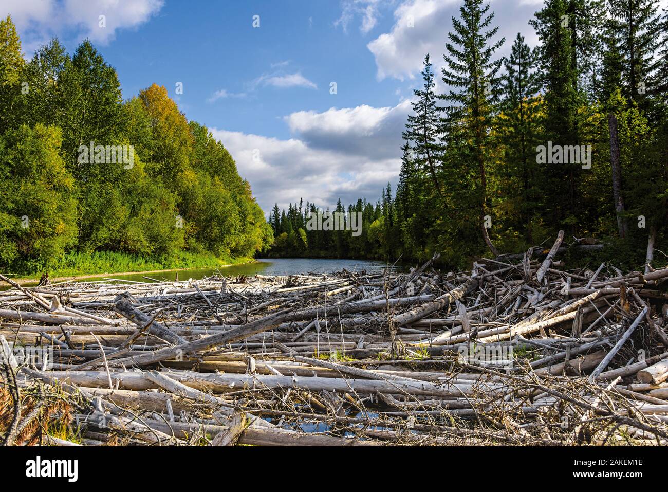 Raggiunge la parte superiore del fiume Lena, con secolo-vecchia log jam di alberi, Baikalo-Lensky Riserva, Siberia, Russia, Settembre 2017 Foto Stock
