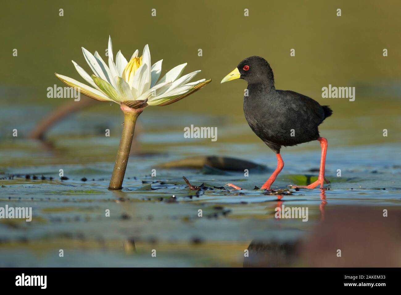 Nero (crake Amaurornis flavirostra) permanente sulla ninfee, fiume Chobe, Botswana. Foto Stock