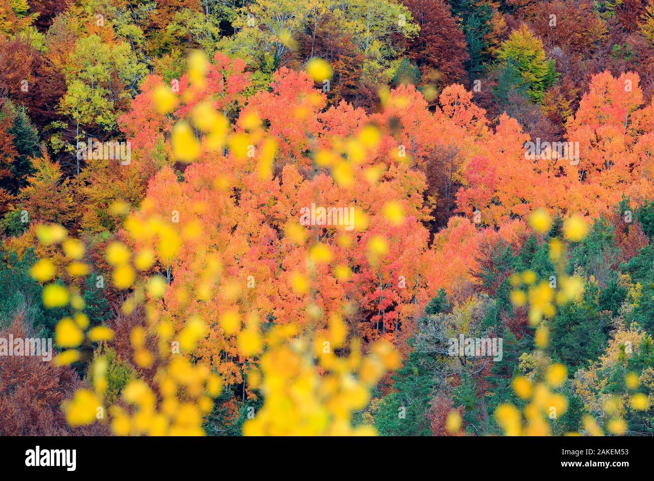 I colori autunnali di pioppo (Populus sp) Parco Nazionale di Ordesa y Monte Perdido, Spagna. Ottobre. Foto Stock