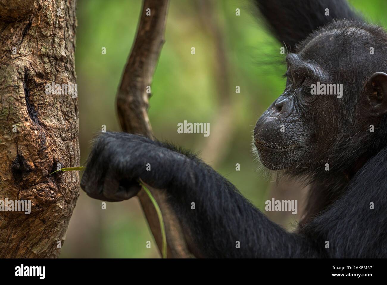 Scimpanzé orientale (Pan troglodytes schweinfurtheii) femmina 'Fanni' invecchiato 32 anni utilizzando uno stelo come uno strumento per i pesci per albero formiche.Gombe. Parco Nazionale, Tanzania. Settembre 2013. Foto Stock