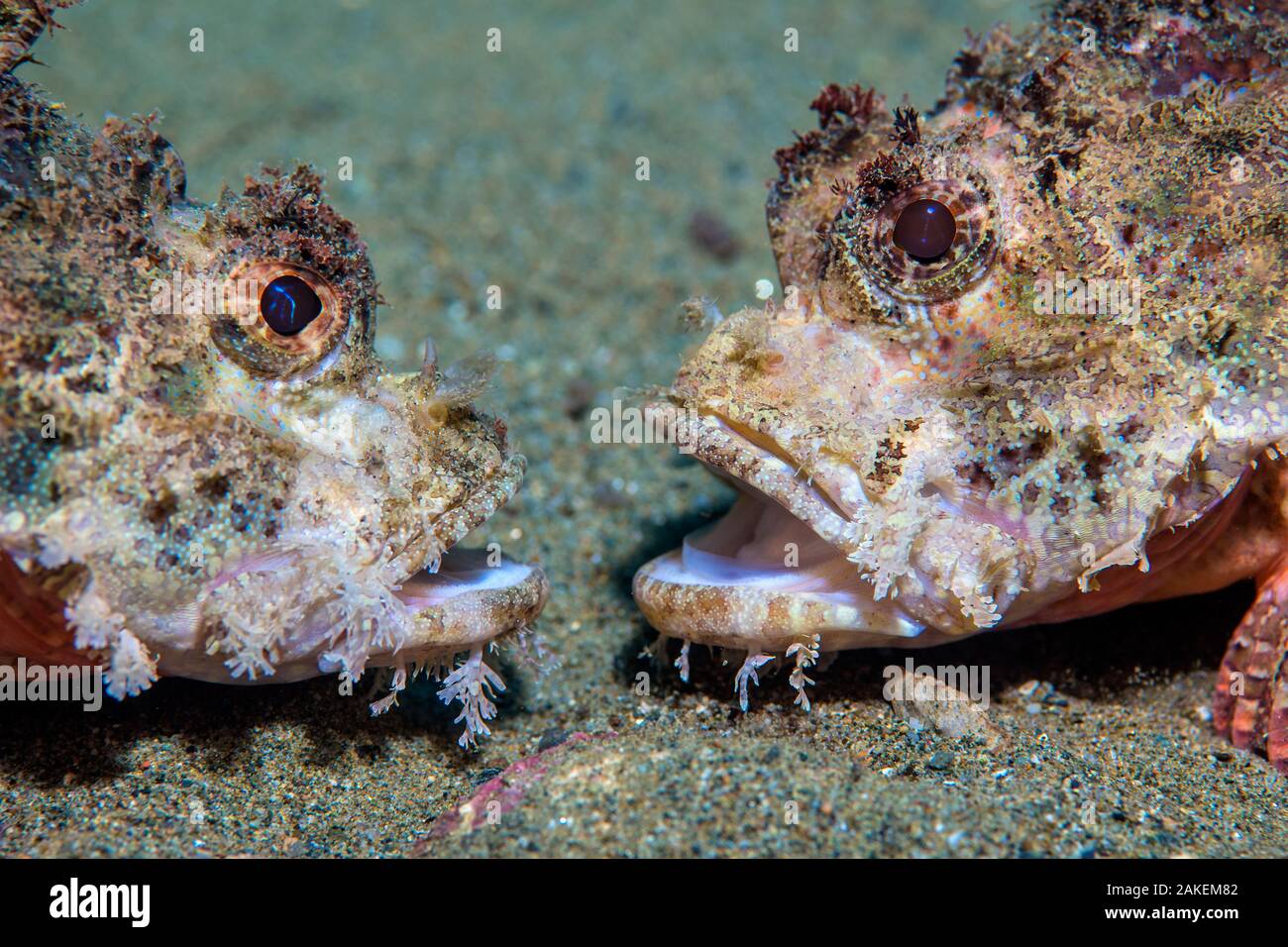 Raggy scorfani (Scorpaenopsis venosa) contestando il territorio. La baia di Ambon, Ambon, Maluku arcipelago, Indonesia. Banda Mare, tropicali west Oceano Pacifico. Foto Stock