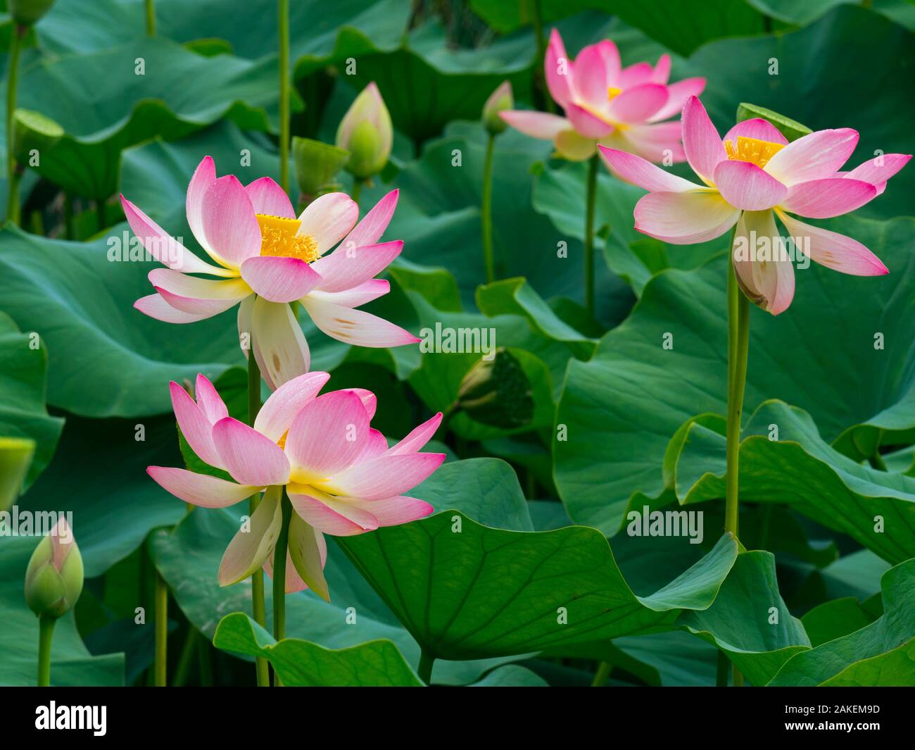 Indian lotus (Nelumbo nucifera) fiori, Melbourne Giardino Botanico, Victoria, Australia. Foto Stock