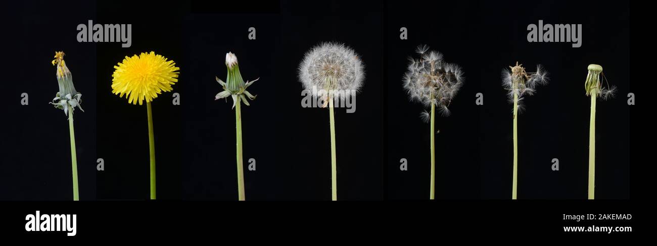 Tarassaco (Taraxacum officinale), sviluppo da bud per seme. Composito Digitale. Foto Stock