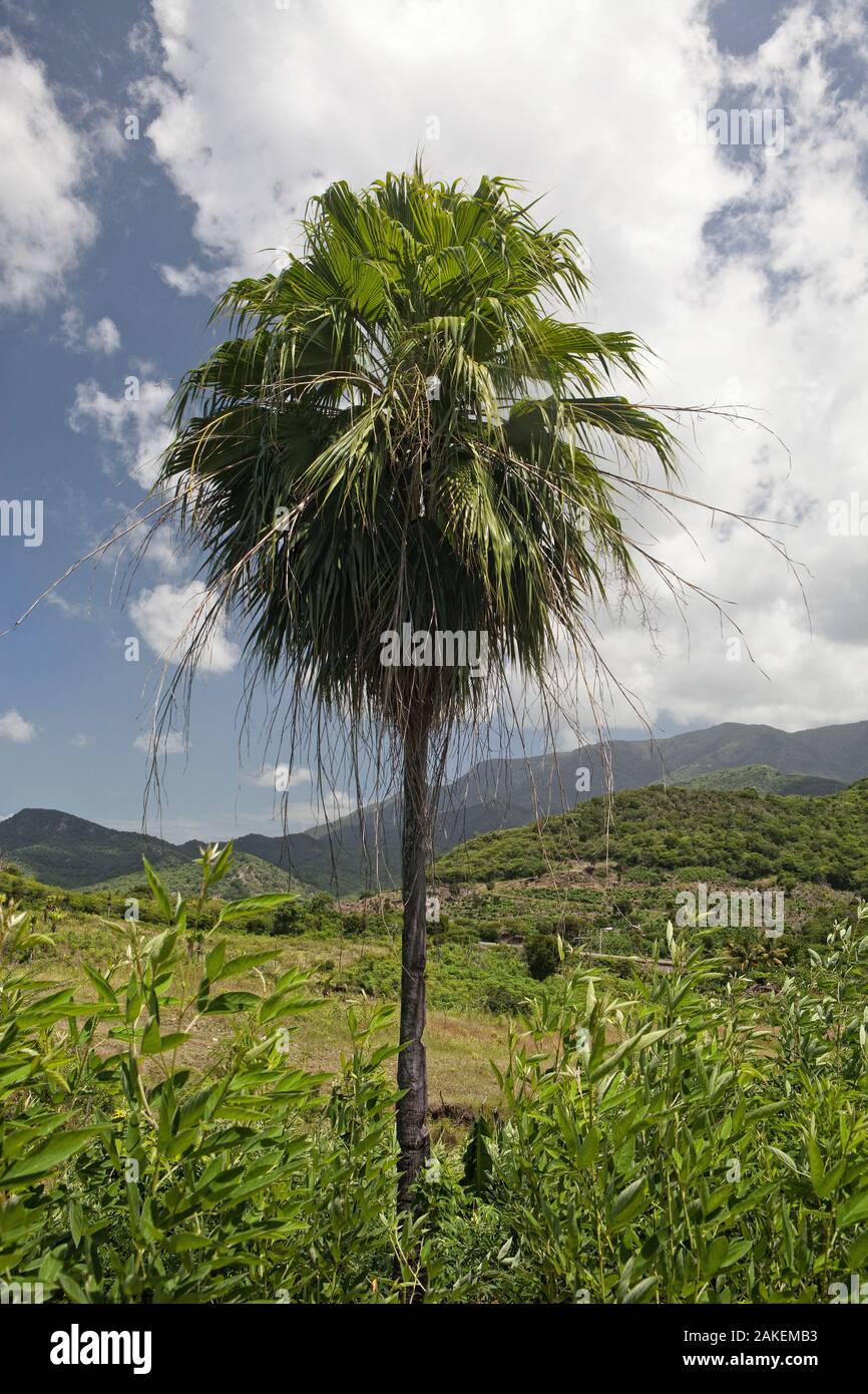 Yarey palm (tectorum berteroana) con colline boscose di background, Hispaniola. Settembre 2011. Foto Stock