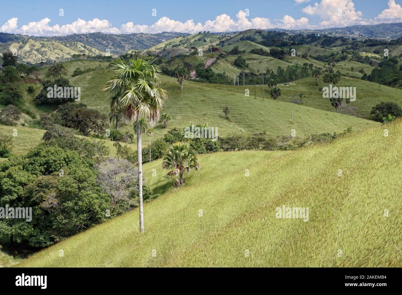 Guano palm (Coccothrinax fragrans) nelle zone rurali di Hispaniola. Ottobre 2014. Foto Stock