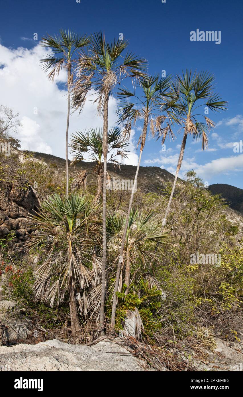 In pericolo critico palm (Coccothrinax jimenezii), Hispaniola. Novembre 2014. Foto Stock
