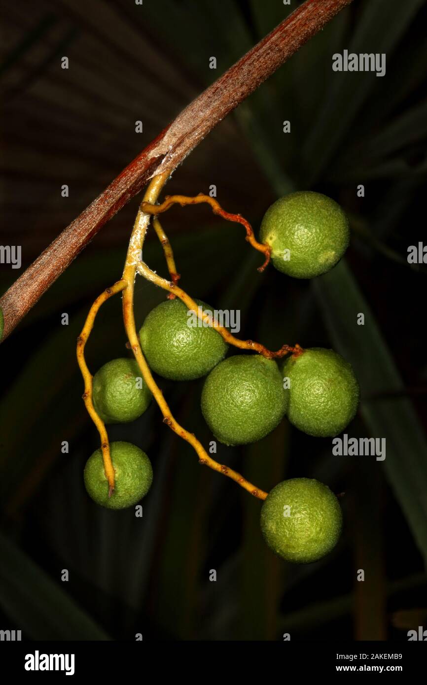 Zombie palm (Zombia antillarum) frutto di close-up. Endemica di Hispaniola. Hispaniola. Foto Stock