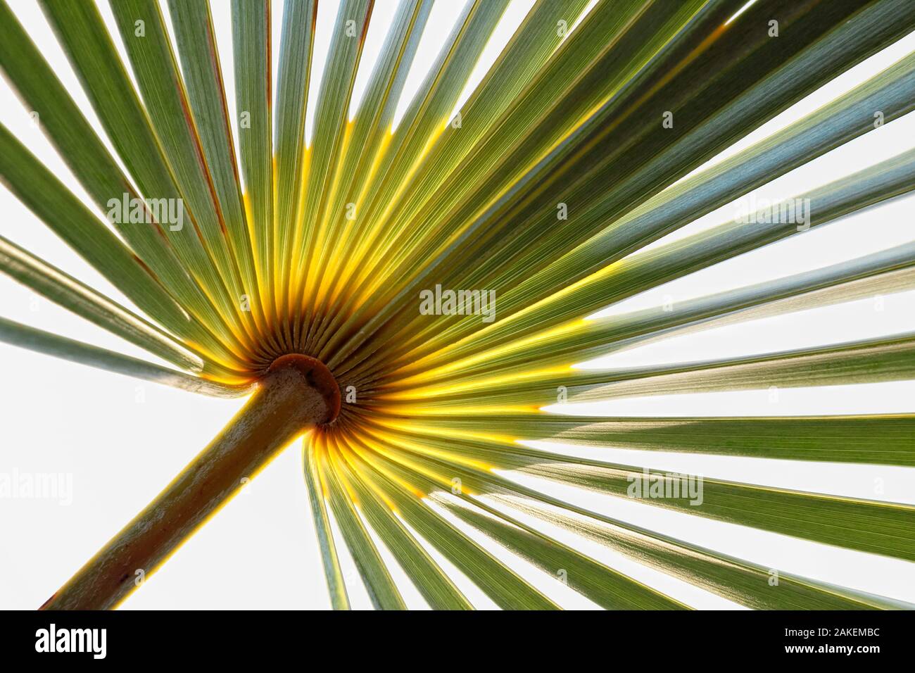 Paglia di argento palm (Coccothrinax ekmanii) foglia. Hispaniola. Foto Stock