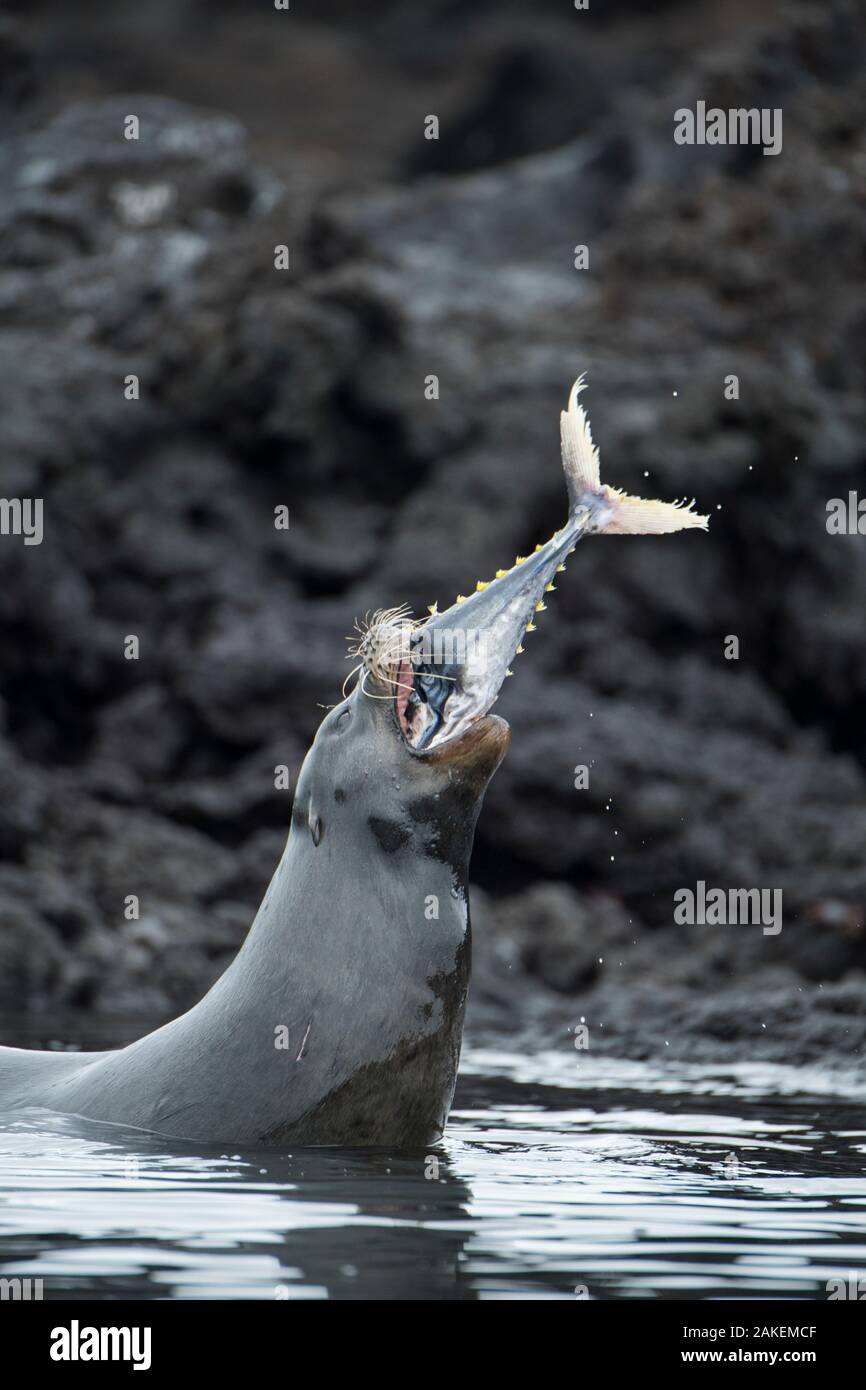 Le Galapagos Sea Lion (Zalophus wollebaeki) a caccia di tonno. Un gruppo del leone marino tori hanno imparato a mandria pesca pelagica tonno albacora in una piccola baia, li cattura. Il pesce spesso salto a terra nel tentativo di fuggire. Punta Albemarle, Isabela Island, Galapagos. Foto Stock