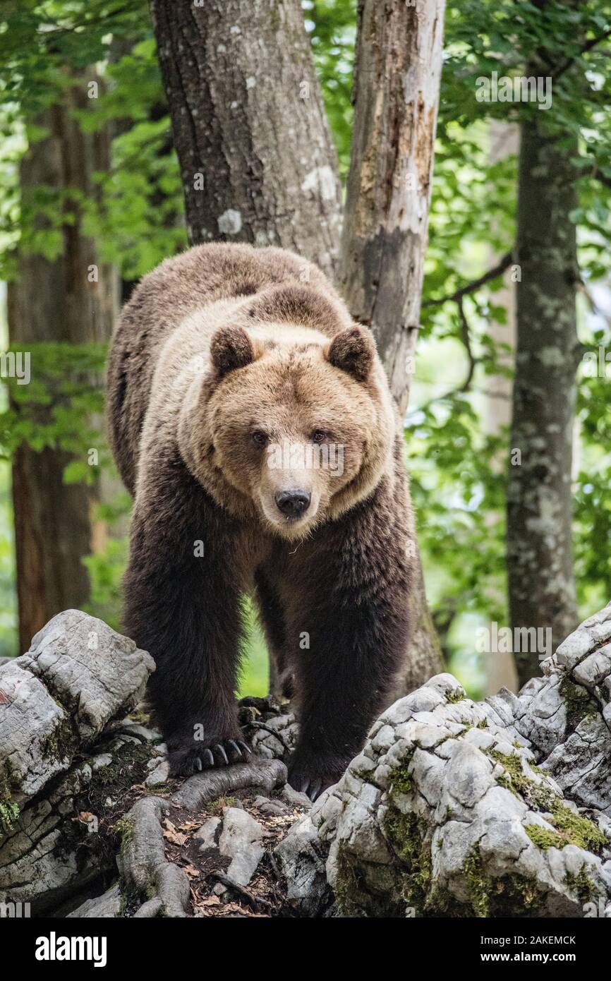 Unione l'orso bruno (Ursus arctos), maschio alfa nel Carso foresta, Notranjska, Slovenia. Foto Stock