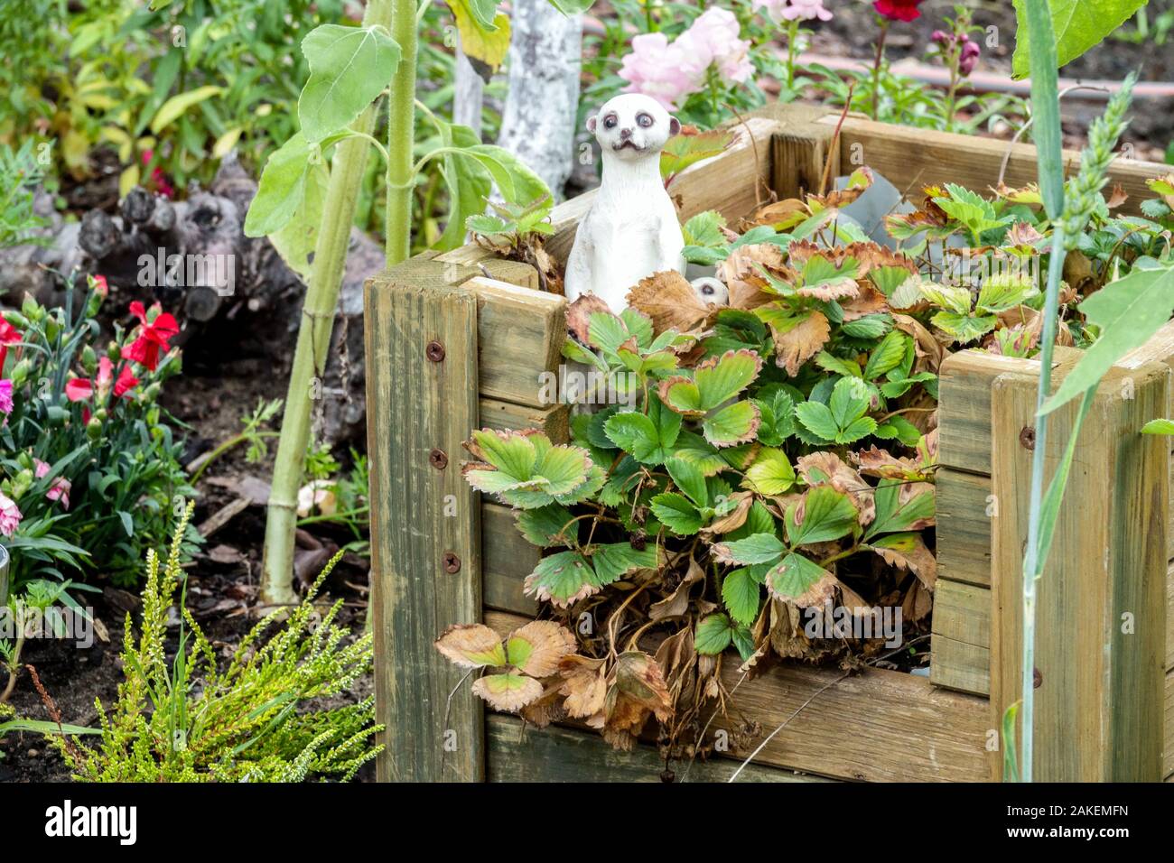 Compostiera in legno bin, fading di piante di fragola in tarda estate Foto Stock