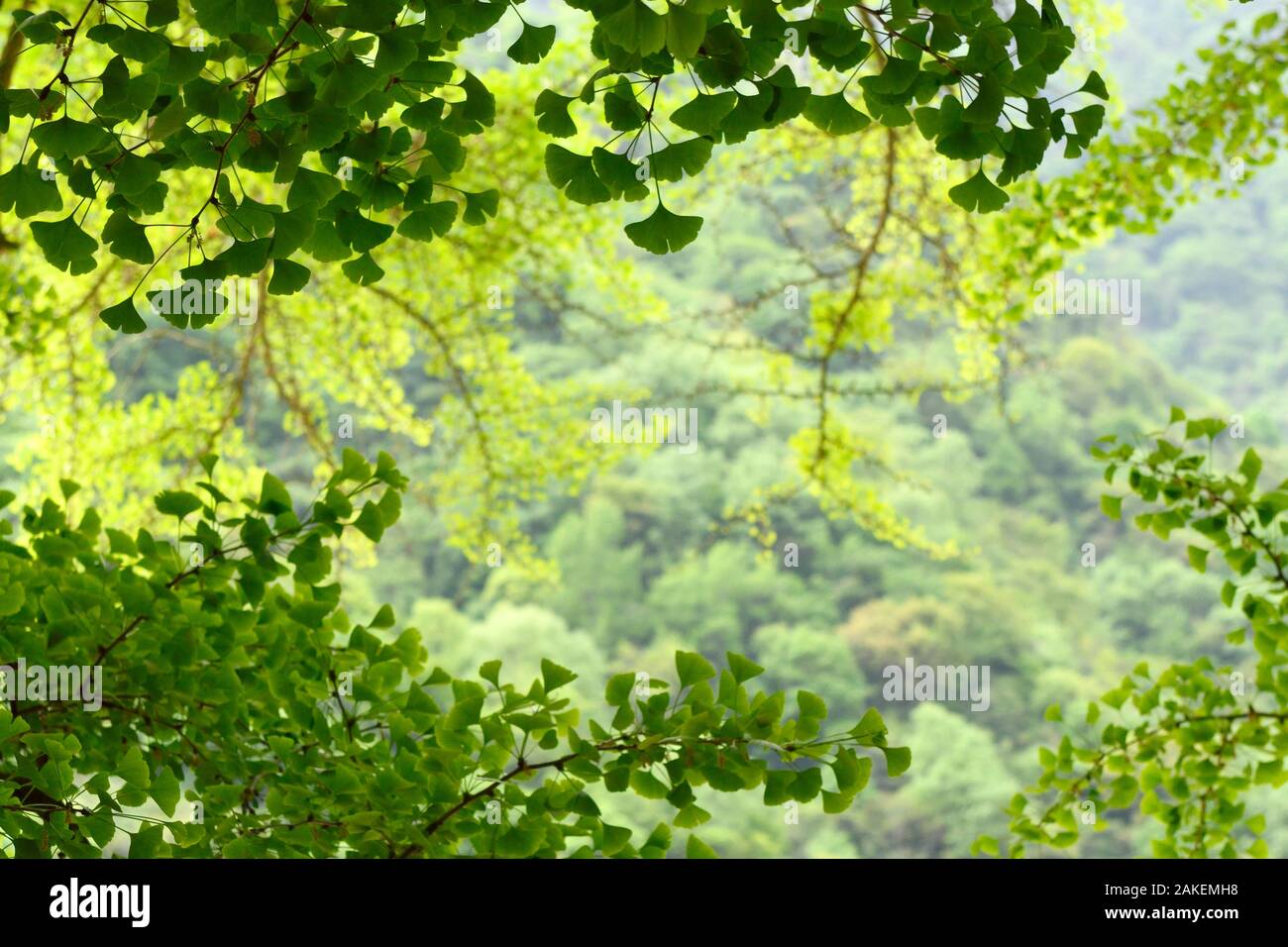 Foglie di Ginkgo albero o Maidenhair tree (Ginkgo biloba) Tangjiahe Riserva Naturale Nazionale, Qingchuan County, nella provincia di Sichuan, in Cina Foto Stock