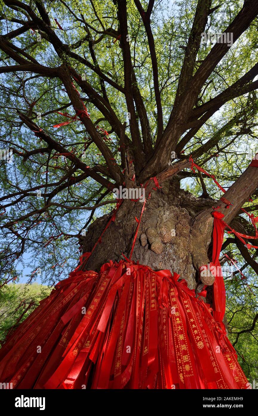 Un gigante di Ginkgo o Maidenhair tree (Ginkgo biloba) con nastri di colore rosso con auguri scritto su di loro, Tangjiahe Riserva Naturale Nazionale, Qingchuan County, nella provincia di Sichuan, in Cina. Questo santo Tao sito e albero è stimata a oltre 2000 anni Foto Stock