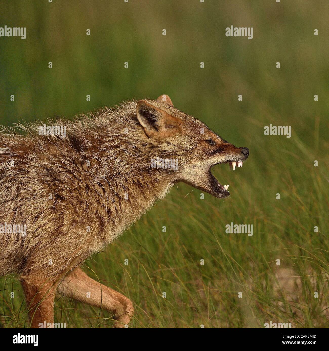 Golden jackal (Canis aureus) ululano. Il Delta del Danubio, Romania. Maggio. Foto Stock