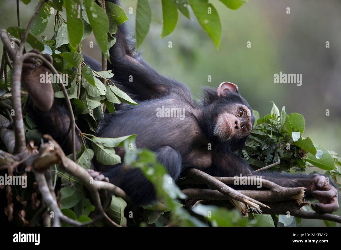Uno scimpanzé (Pan troglodytes verus) 'Fanwaa' 5 anni bambino maschio accanto a sua madre nel nido. Bossou, Repubblica di Guinea. Foto Stock