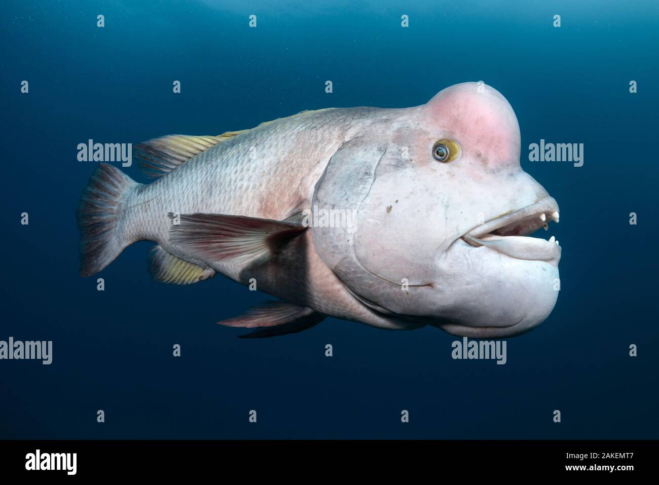 Asian sheepshead wrasse (Semicossyphus reticulatus), maschio in bianco