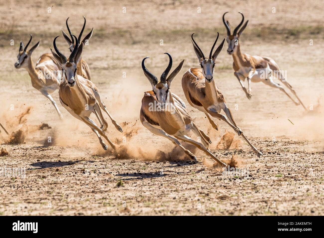 Springbok (Antidorcas marsupialis) allevamento fuggendo predatore, Kgalagadi Parco transfrontaliero, Sud Africa. Foto Stock Springbok (Antidorcas marsupialis) allevamento fuggendo predatore, Kgalagadi Parco transfrontaliero, Sud Africa. Foto Stock