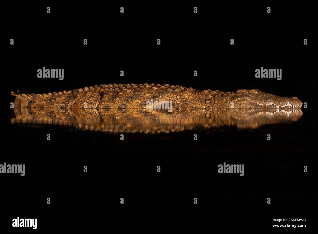 Coccodrillo del Nilo (Crocodylus niloticus) di notte, Zimanga riserva privata, KwaZulu-Natal, in Sudafrica. Foto Stock Coccodrillo del Nilo (Crocodylus niloticus) di notte, Zimanga riserva privata, KwaZulu-Natal, in Sudafrica. Foto Stock