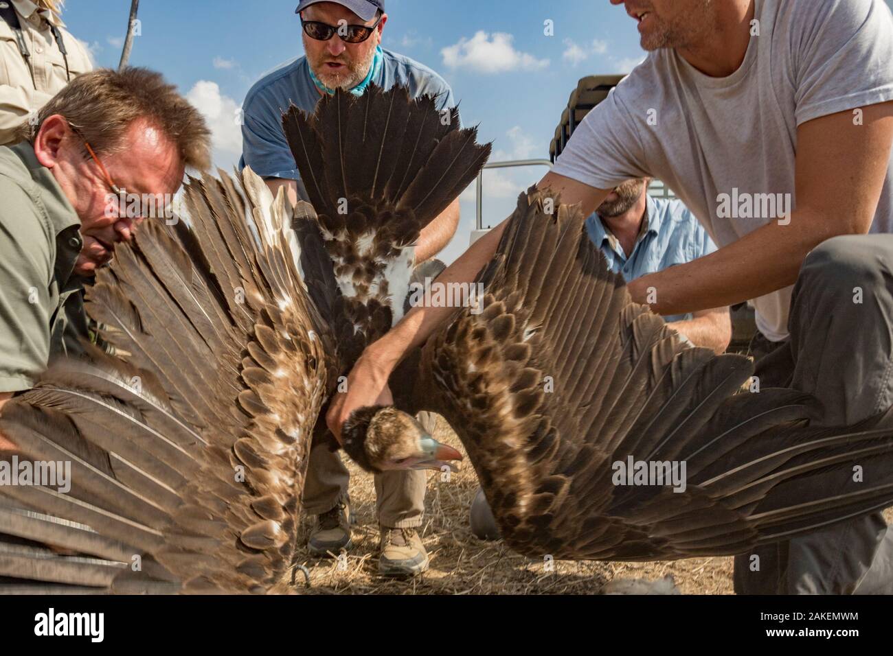 Un bianco-headed Vulture (Trigonoceps occipitalis) è catturato nel ricercatore trap. Uno dei ricercatori dolcemente lo tiene fermo mentre gli altri arriva per estrarre l'uccello piedi dalla trappola. Gorongosa National Park, Mozambico. Foto Stock