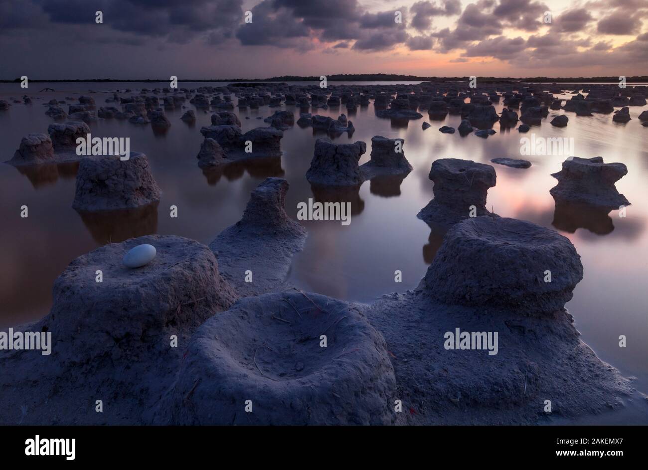 Caraibi flamingo (Phoenicopterus ruber) uova abbandonate nel nido alla fine della stagione della riproduzione, Ria Lagartos Riserva della Biosfera, la penisola dello Yucatan, Messico, Settembre Foto Stock