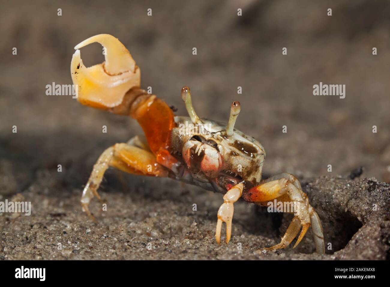 Principesca fiddler crab (Uca princeps), Bahia Magdalena, penisola della Baja California, Messico, Giugno Foto Stock