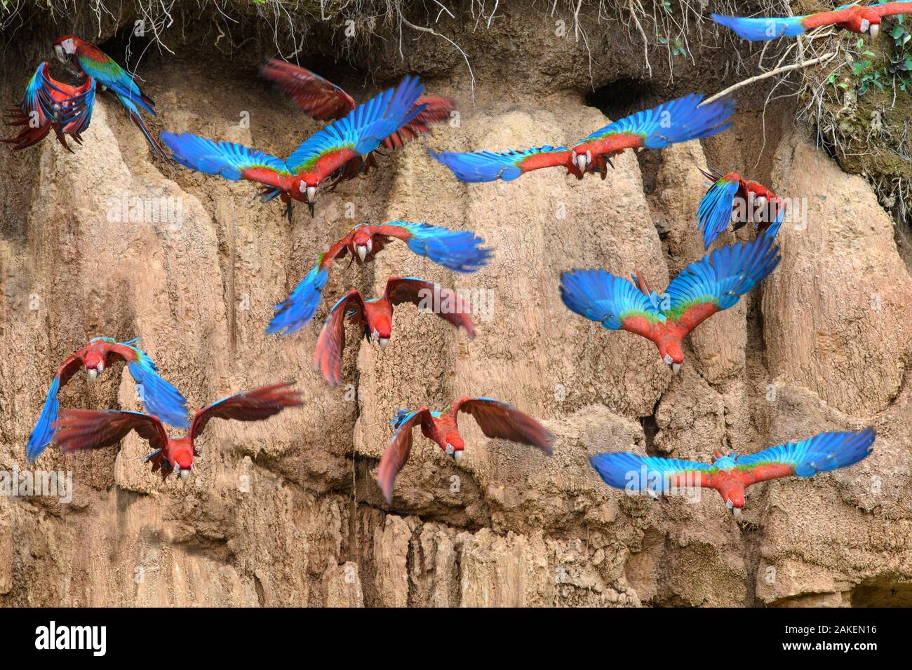 Rosso-verde macaw (Ara chloropterus) gregge battenti di fronte di argilla leccare. Heath fiume Tambopata / Bahuaja-Sonene si riserva, Amazzonia, Perù / Bolivia confine. Foto Stock