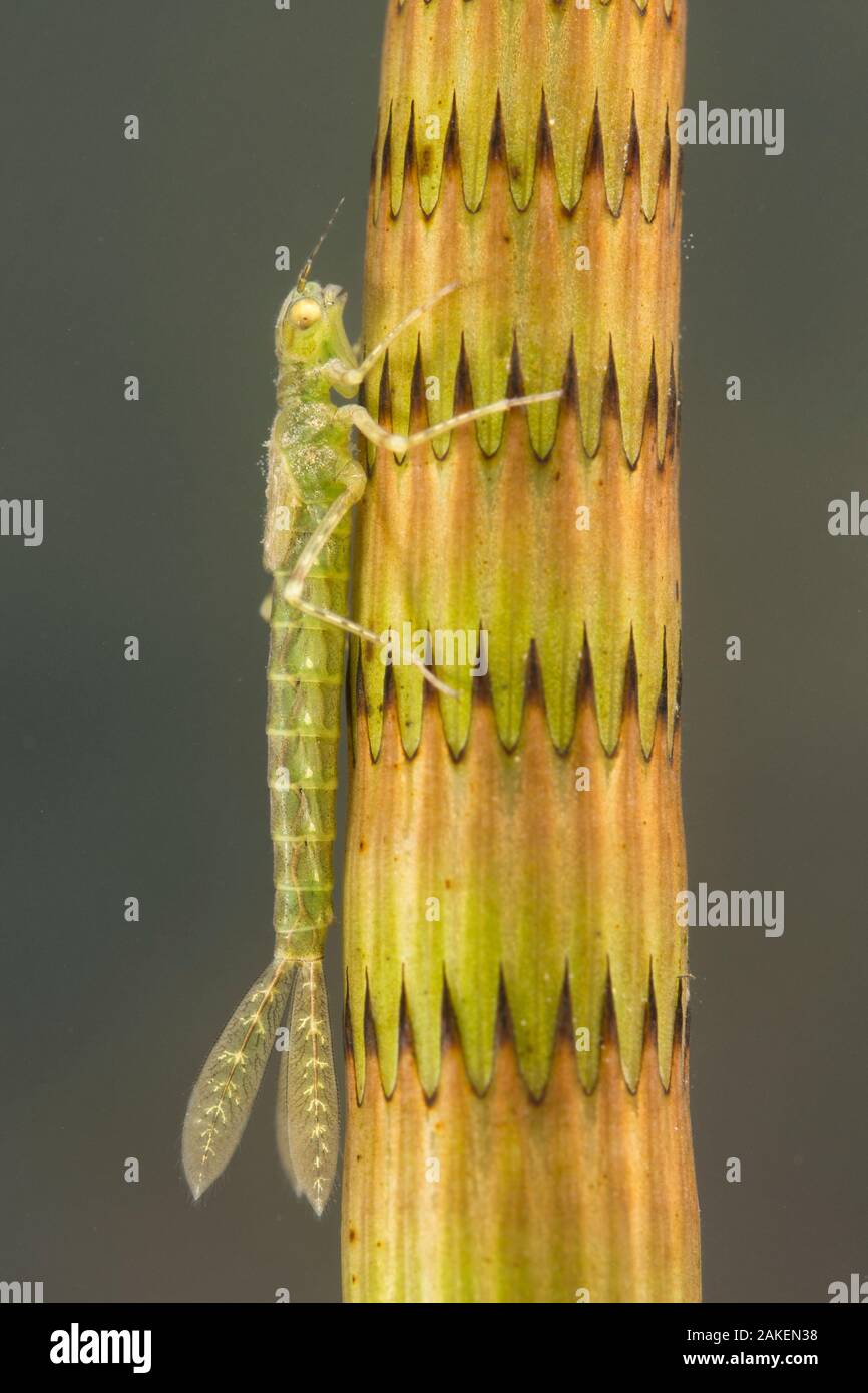A stretta alato ninfa damselfly (Ischnura elegans), mimetizzata su uno stelo di equiseto pianta, Giugno, Europa, in condizioni controllate Foto Stock