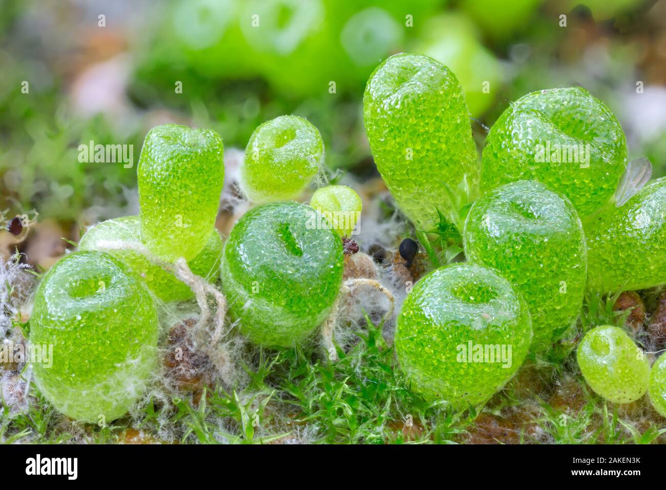 Piantina piante cono (Conophytum subfenestratum), circa due mesi dopo la semina. Focus-immagine sovrapposta. Foto Stock