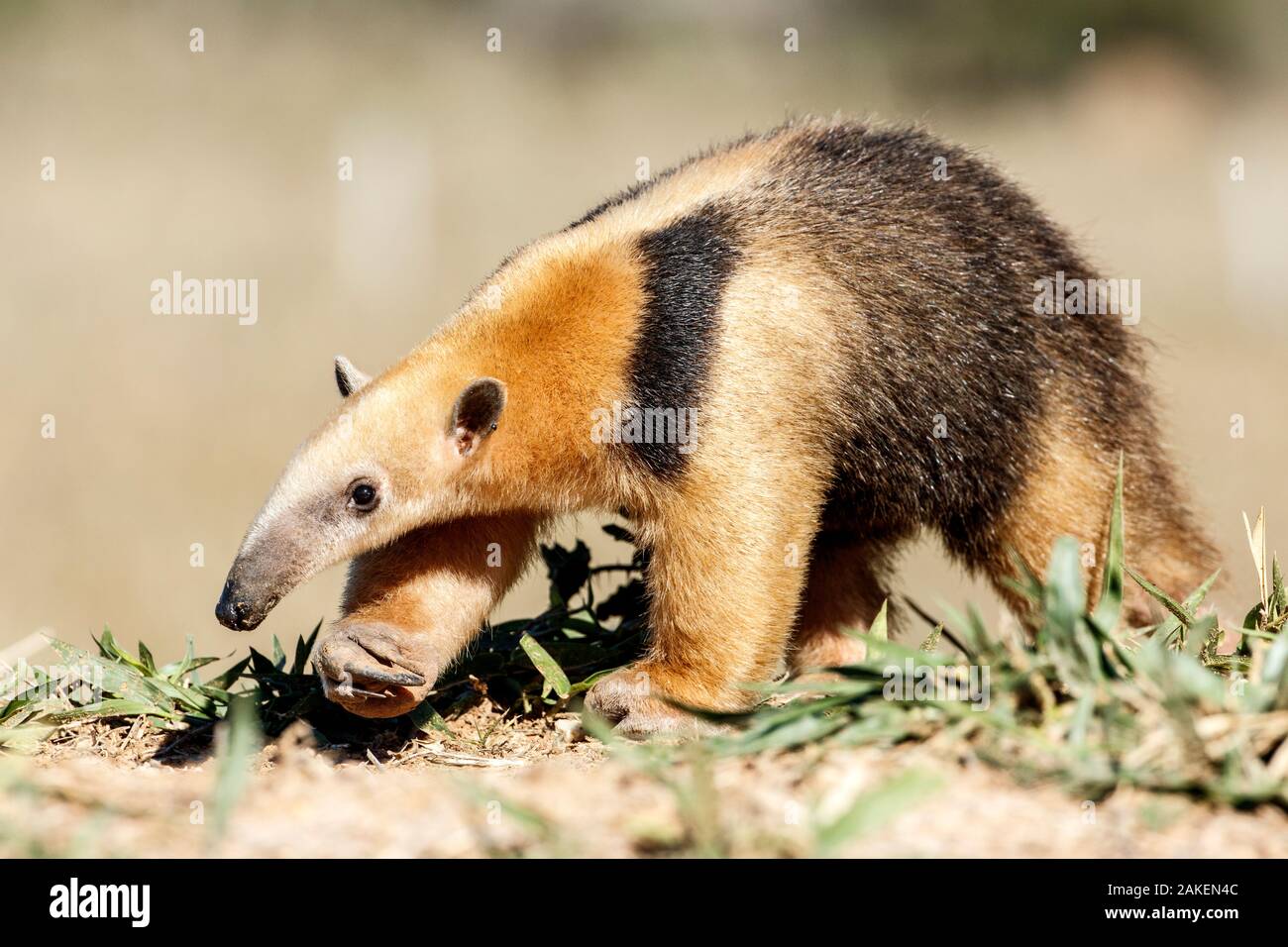 Anteater meridionale (Tamandua tetradactyla) Formoso River, Bonito, Mato Grosso do Sul, Brasile Foto Stock