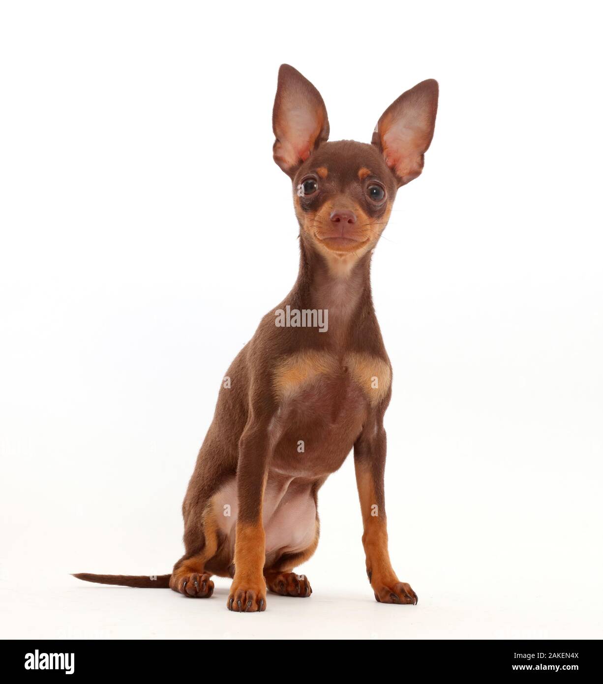 Marrone-e-tan Miniature pinscher cucciolo, con orecchie. Foto Stock
