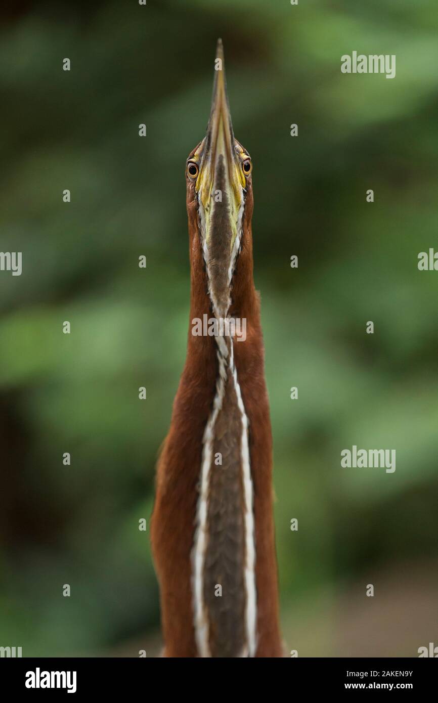 Ritratto di una tigre Rufescent heron (Tigrisoma lineatum) Pantanal, Brasile. Foto Stock