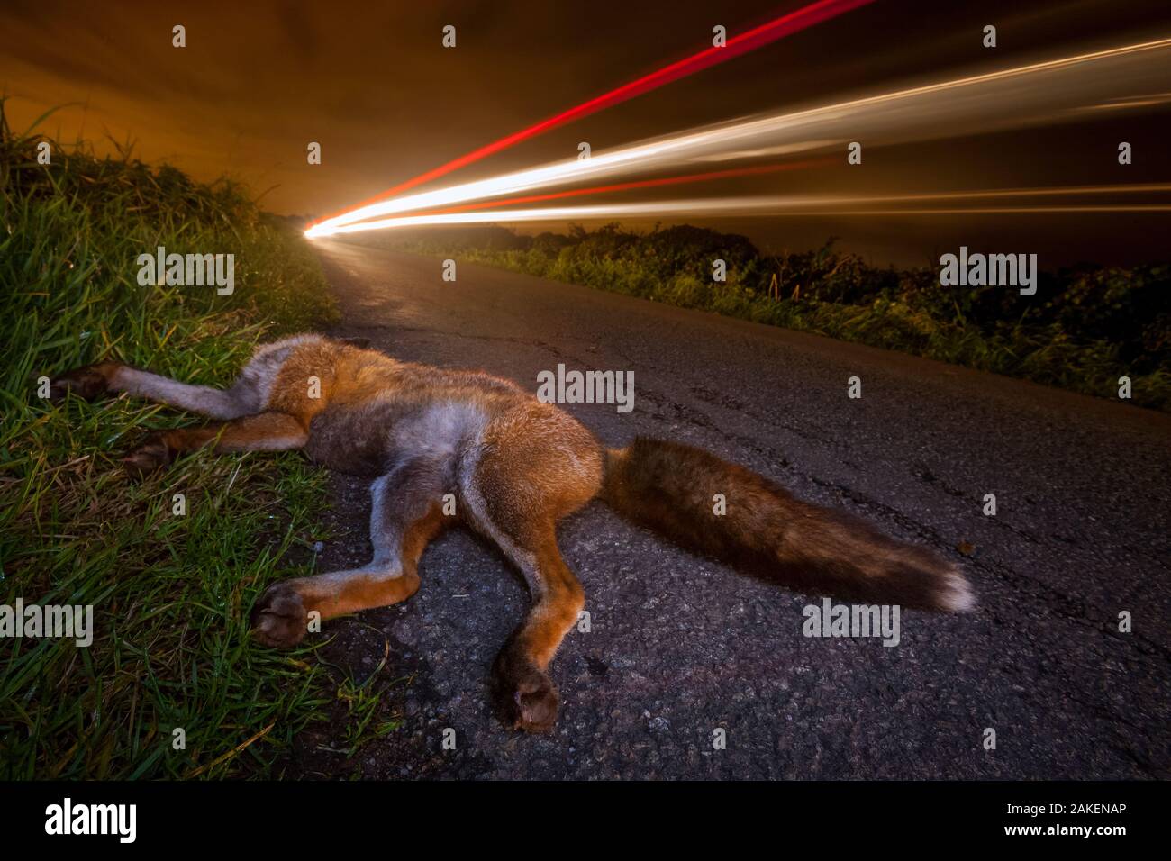Red Fox (Vulpes vulpes) giace morto su una strada di campagna dopo essere stato colpito da un auto. Decessi sulla strada sono uno dei più grandi assassini di volpi e una delle maggiori cause di abbandono del cub. Vincitore della categoria portafoglio di fotografo naturalista dell'anno di competizione 2018. Foto Stock
