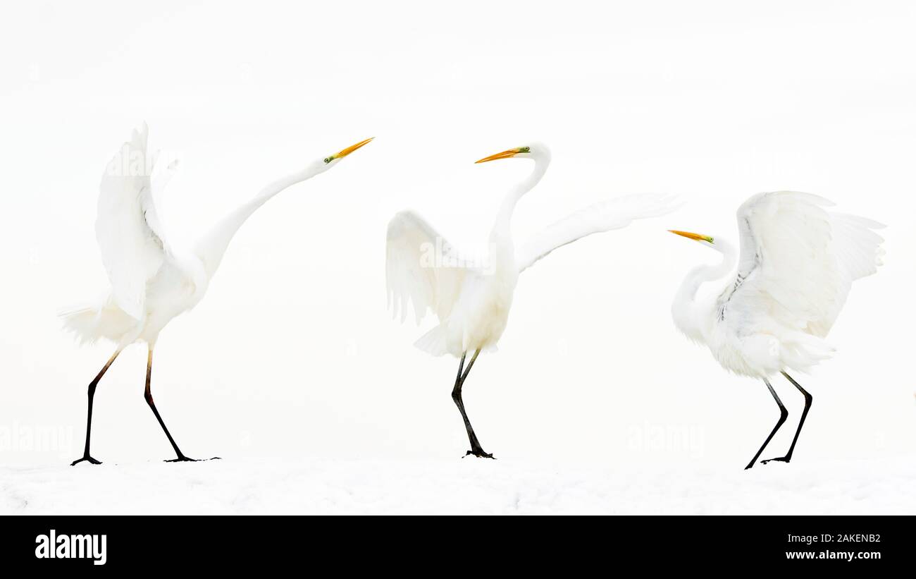 Grande airone bianco (Ardea alba) gruppo di tre in inverno, Kiskunsag Parco Nazionale, Ungheria. Vincitore della categoria degli Uccelli del fotografo naturalista dell'anno Awards 2018. Foto Stock