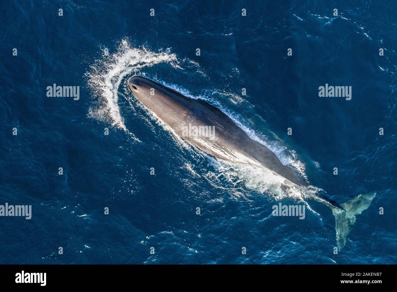 Capodoglio (Physeter macrocephalus) vista aerea. Baja California, Messico Foto Stock