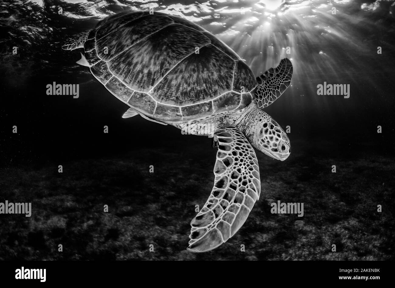 Tartaruga Verde (Chelonia Mydas) con raggi di luce solare, immagine in bianco e nero, Akumal, Mar dei Caraibi, Messico, Luglio. Il secondo posto in visioni della nostra Natura 2018. Foto Stock
