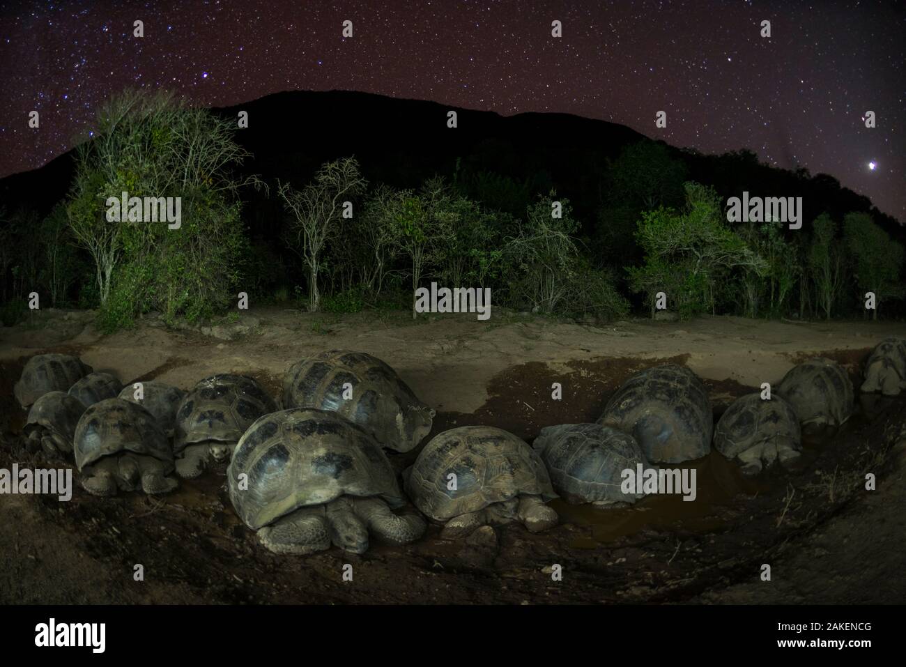 Alcedo la tartaruga gigante (Chelonoidis vandenburghi) gruppo di riposo in acqua a notte, Vulcano Alcedo, Isabela Island, Galapagos Foto Stock