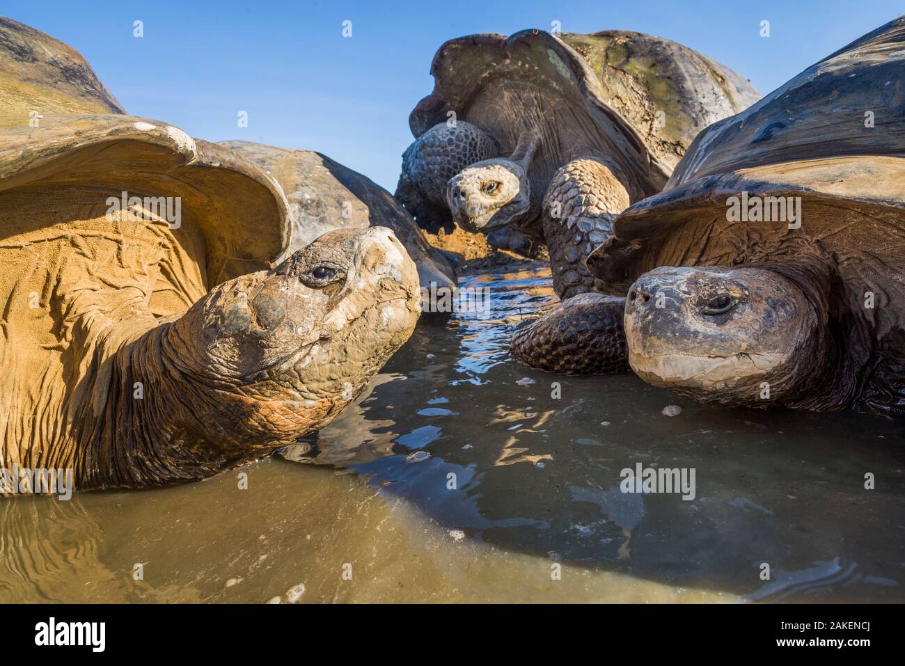 Alcedo la tartaruga gigante (Chelonoidis vandenburghi) gruppo di riposo in piscina, Vulcano Alcedo, Isabela Island, Galapagos Foto Stock