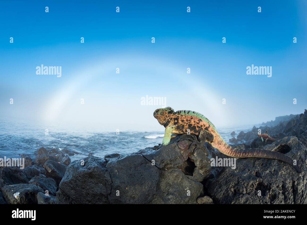 Iguana marina (Amblyrhynchus cristatus) maschi nella colorazione di allevamento sulle rocce con sun alo, isola Floreana, Galapagos Foto Stock