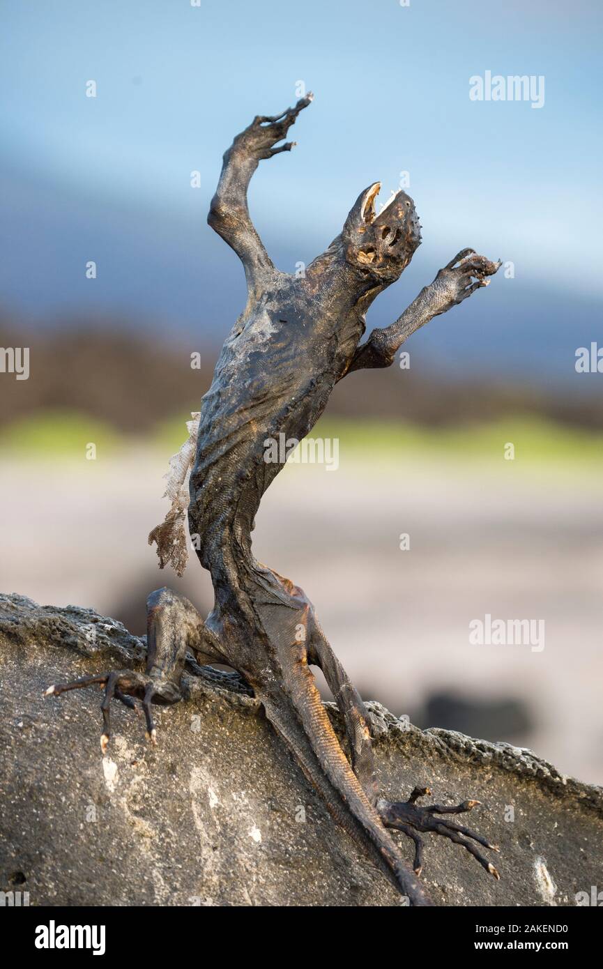 Iguana marina (Amblyrhynchus cristatus) morti di fame a causa di El Nino effetto, Puerto Ayora / Academy Bay, Isola di Santa Cruz, Galapagos Foto Stock