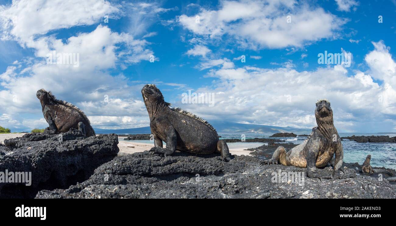 Iguana marina (Amblyrhynchus cristatus) gruppo sulla costa, Cape Douglas, Fernandina Island, Galapagos Foto Stock
