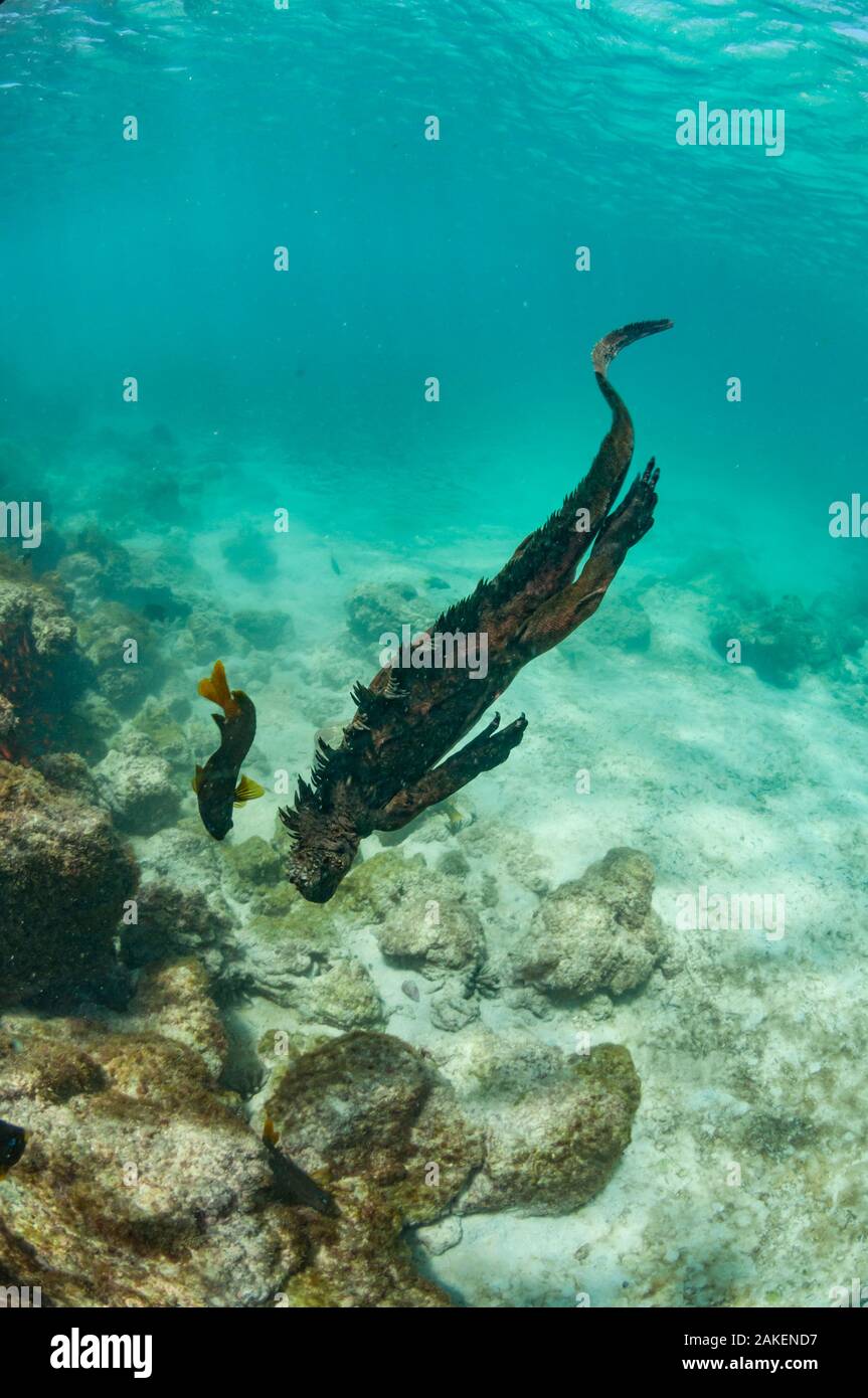 Iguana marina (Amblyrhynchus cristatus) nuoto subacqueo, Sullivan Bay, isola di Santiago, Galapagos Foto Stock