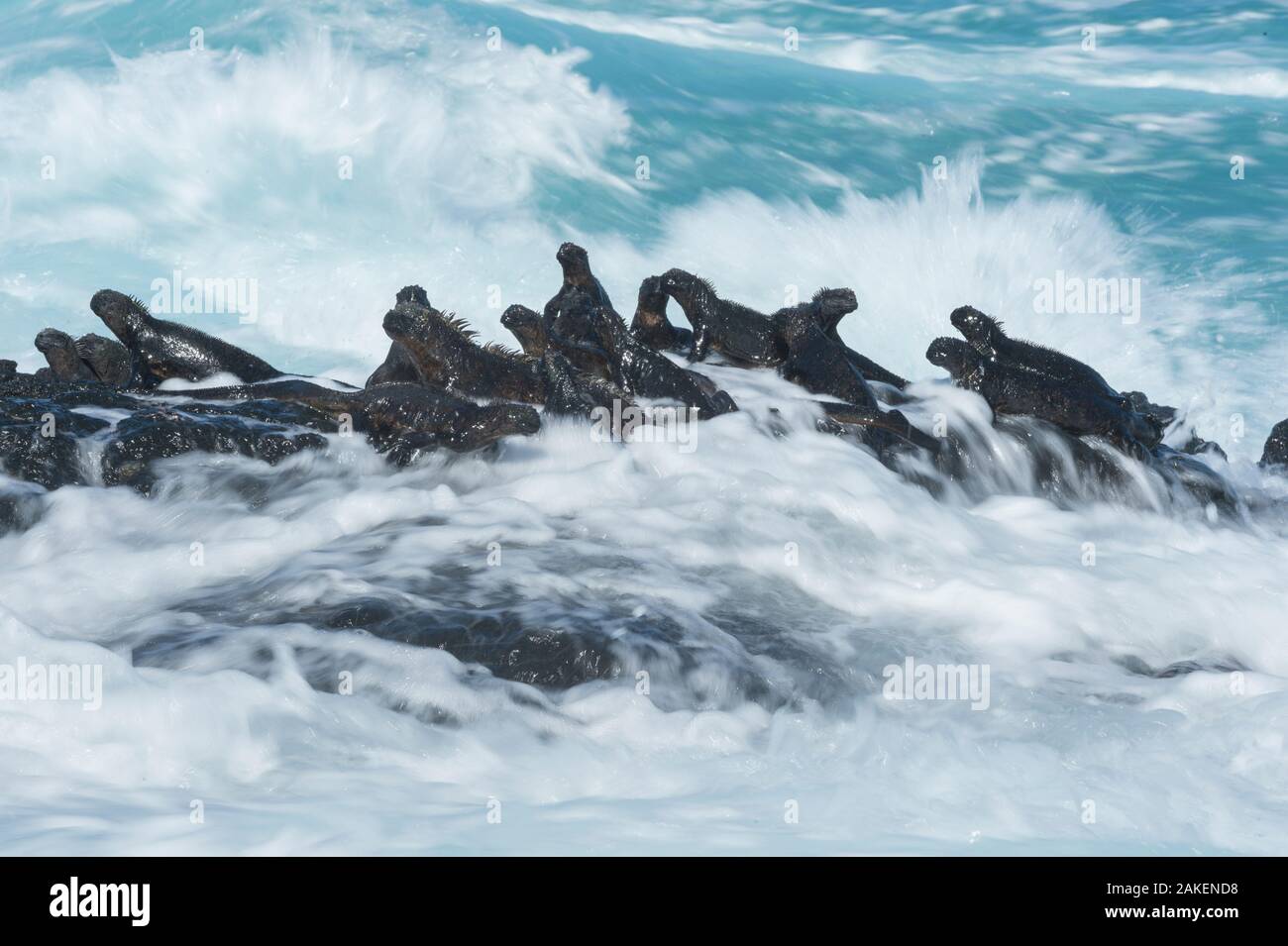 Iguana marina (Amblyrhynchus cristatus) gruppo su roccia in Onde Cape Hammond, Fernandina Island, Galapagos Foto Stock