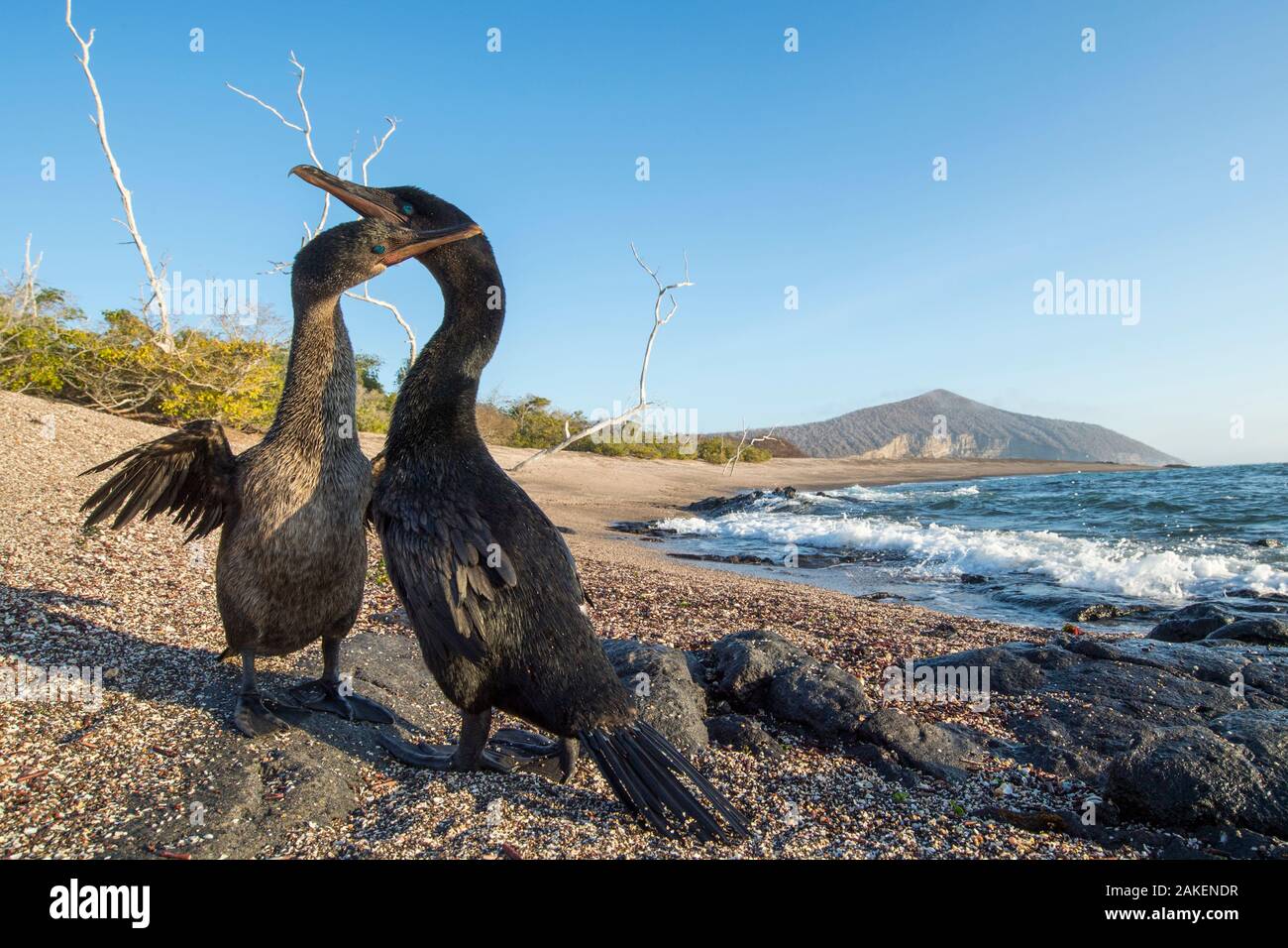 Flightless cormorano (Phalacrocorax harrisi), fatturazione coppia sulla spiaggia. Playa Negra, Isabela Island, Galapagos. Dicembre 2016. Foto Stock