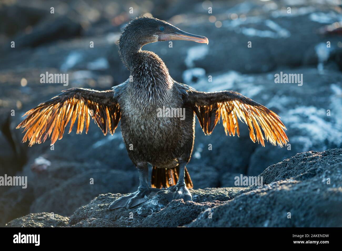 Flightless cormorano (Phalacrocorax harrisi), Punta Espinosa, Fernandina Island, Galapagos Foto Stock